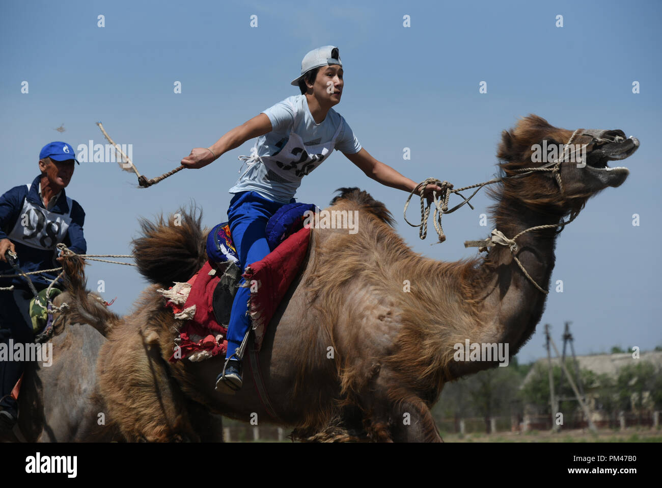 Chameau de Bactriane racing en région d'Astrakhan, Russie. Les agriculteurs faire du chameau de Bactriane à deux bosses au cours de courses en région d'Astrakhan de la Russie. Banque D'Images