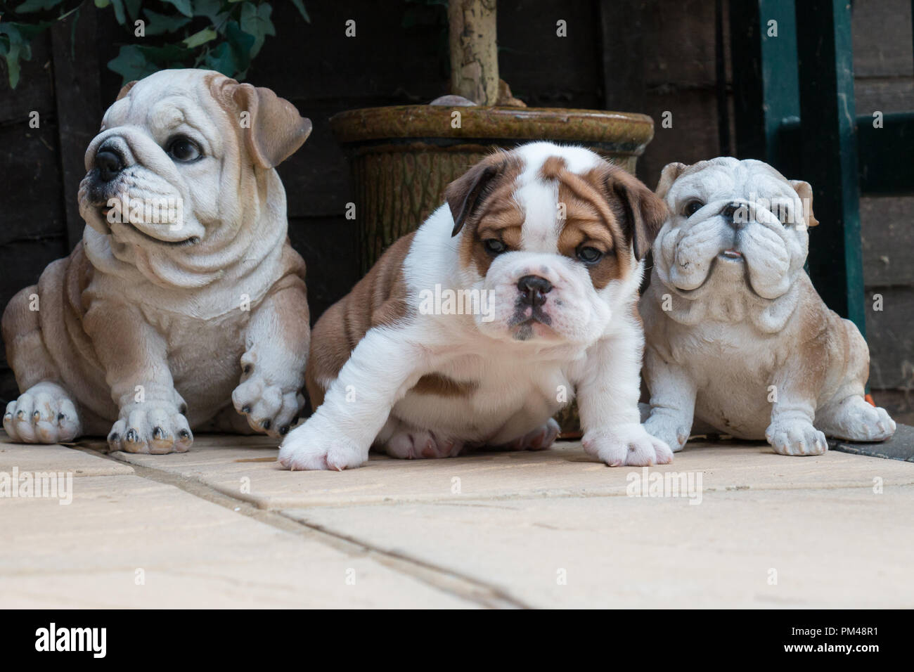 British Bulldog puppy sitting entre deux statues de chiens Banque D'Images