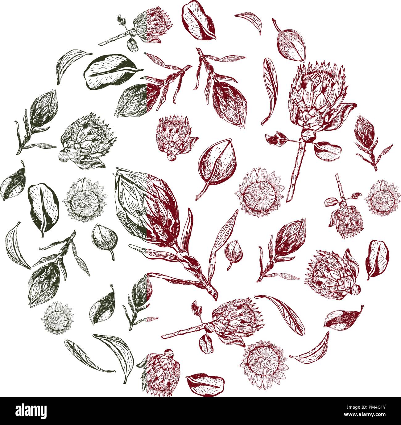 King Protea fleurs, bourgeons et feuilles articles composés en cercle. Protea, symbole de l'Afrique du Sud, à la main et entourée en rouge et vert colo Illustration de Vecteur