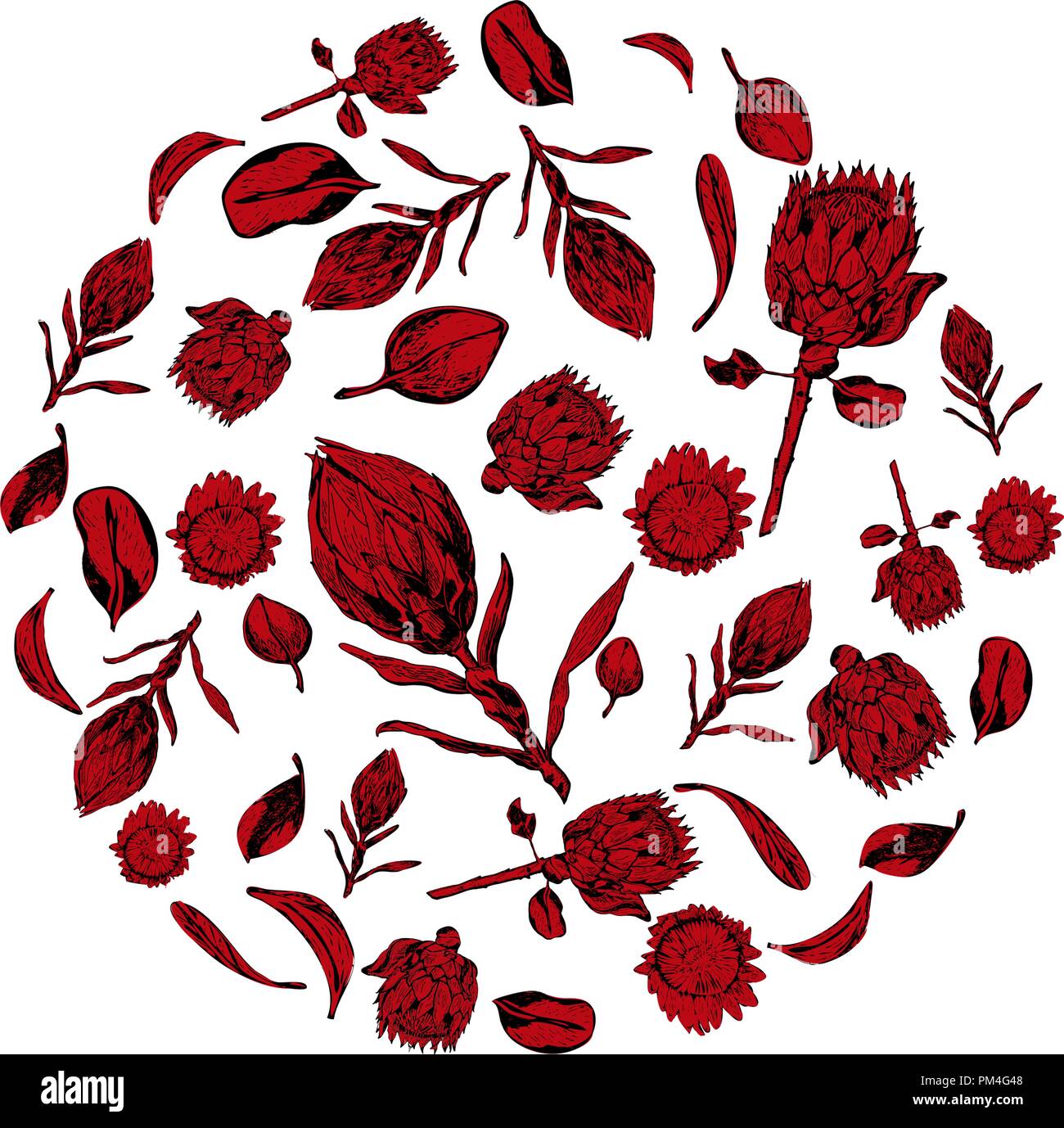 King Protea fleurs, bourgeons et feuilles articles composés en forme du cercle sur fond blanc. Protea, symbole de l'Afrique du Sud, à la main et en couleur Illustration de Vecteur