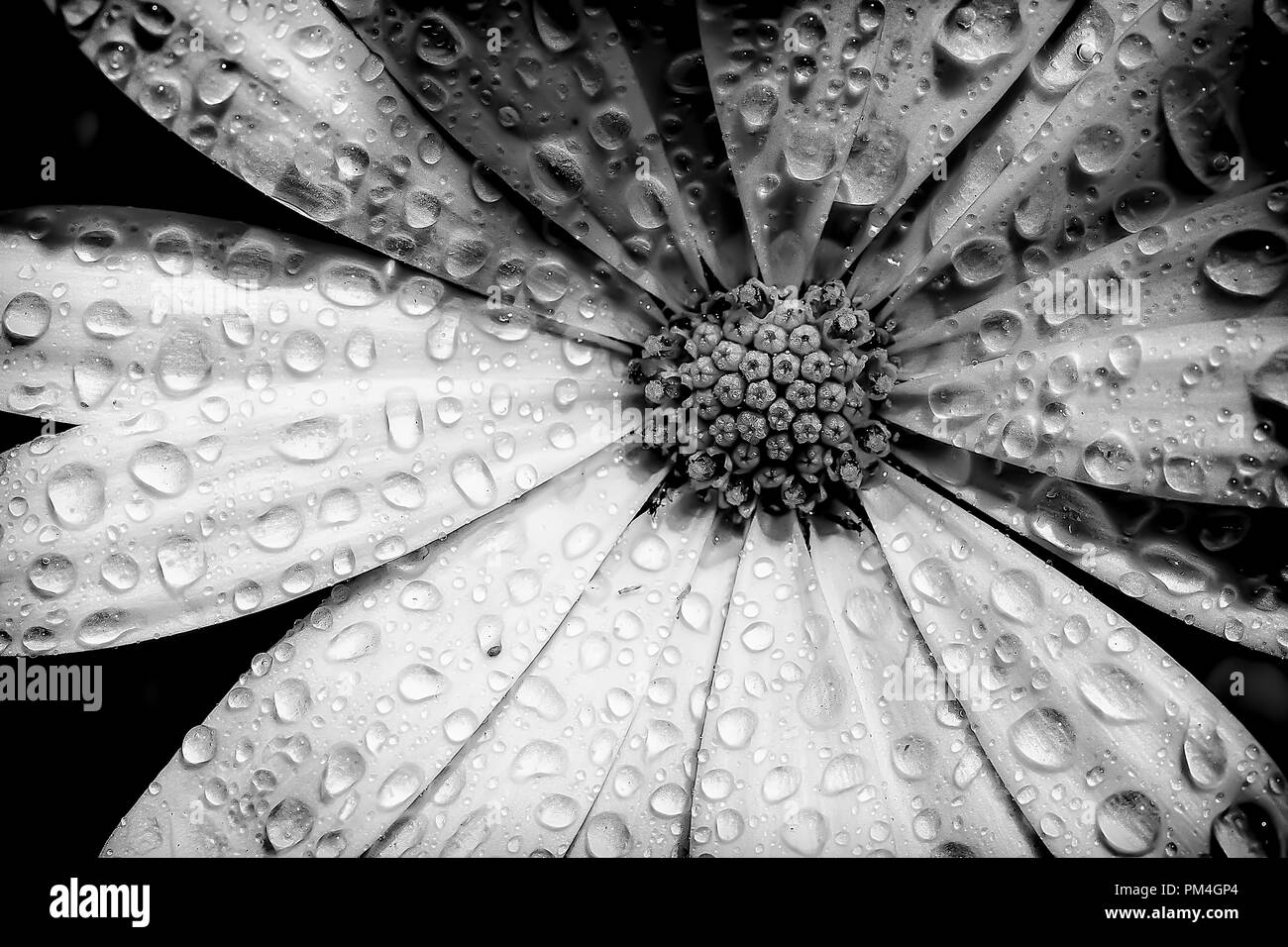 Ostéospermum capitule et pétales close up avec gouttes d'eau. Monochrome noir et blanc vue artistique de haut en bas avec Banque D'Images