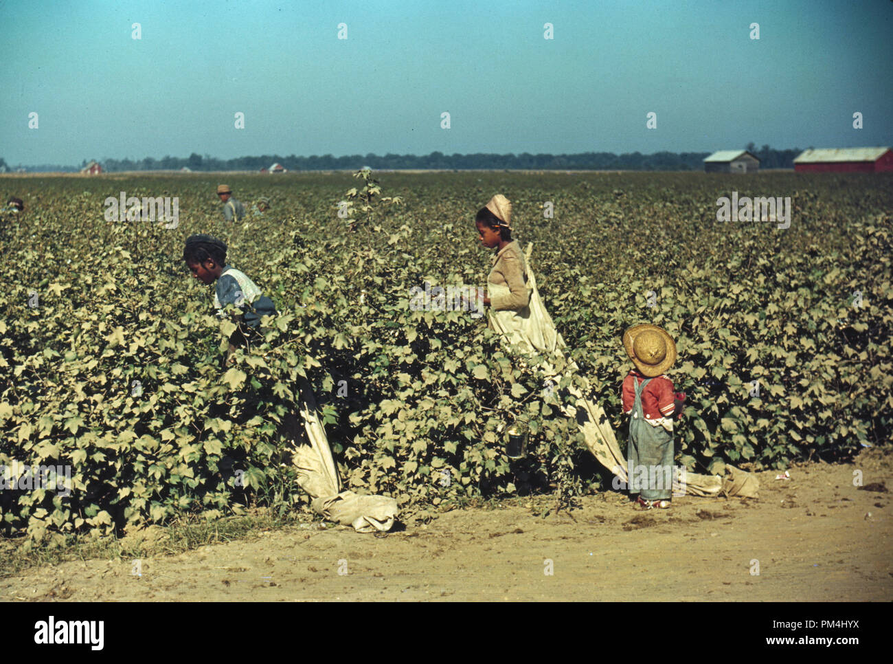 Cueillette de journaliers près de Clarksdale, Mississippi coton Novembre Delta1940 Référence de fichier #  1003 446THA Banque D'Images