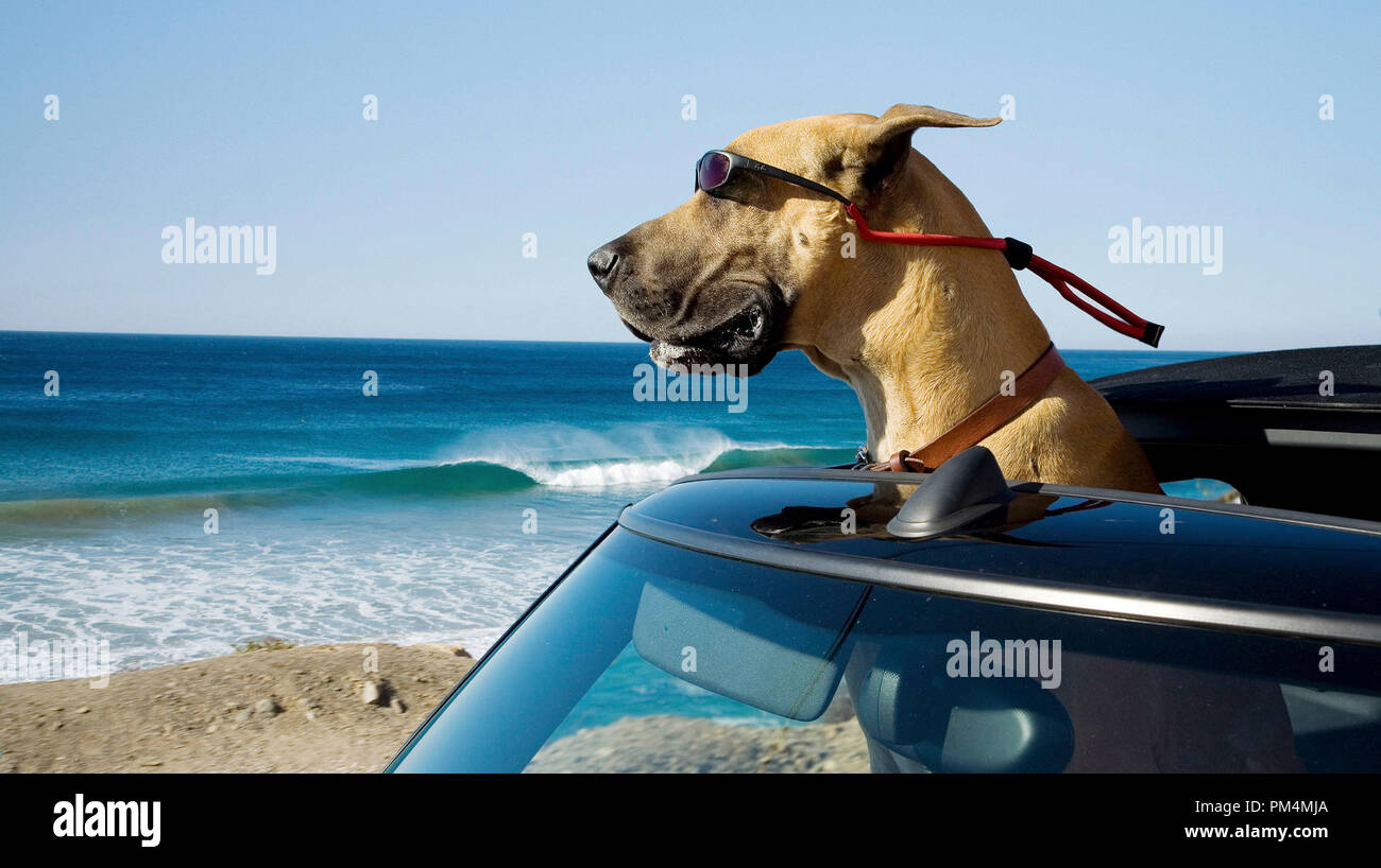 Marmaduke est Livin' large à la plage à Orange County, Californie, 2010. Banque D'Images