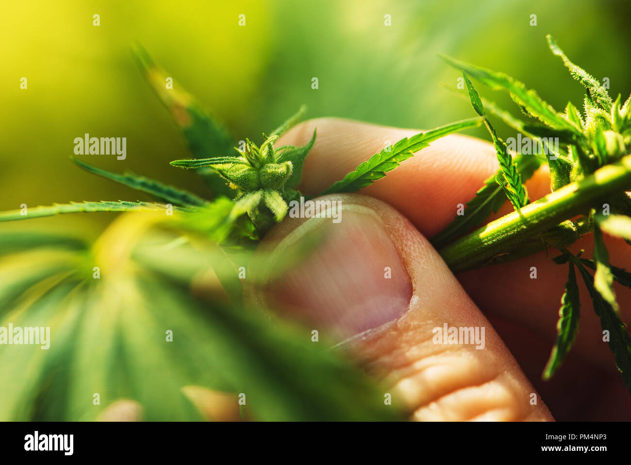 Farmer est l'examen de la plante de cannabis mâle chanvre développement floral, extreme close up of fingers touching herbe délicate partie Banque D'Images