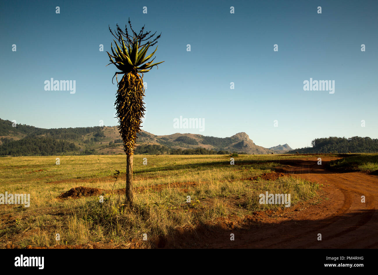 Veldt au Swaziland paysage de montagne avec de l'aloès et de la boue rouge voie Banque D'Images