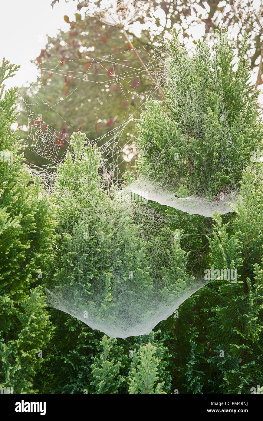 En raison d'une nuit accenuates festooning la présence d'araignées les conifères en septembre dans un jardin anglais Banque D'Images