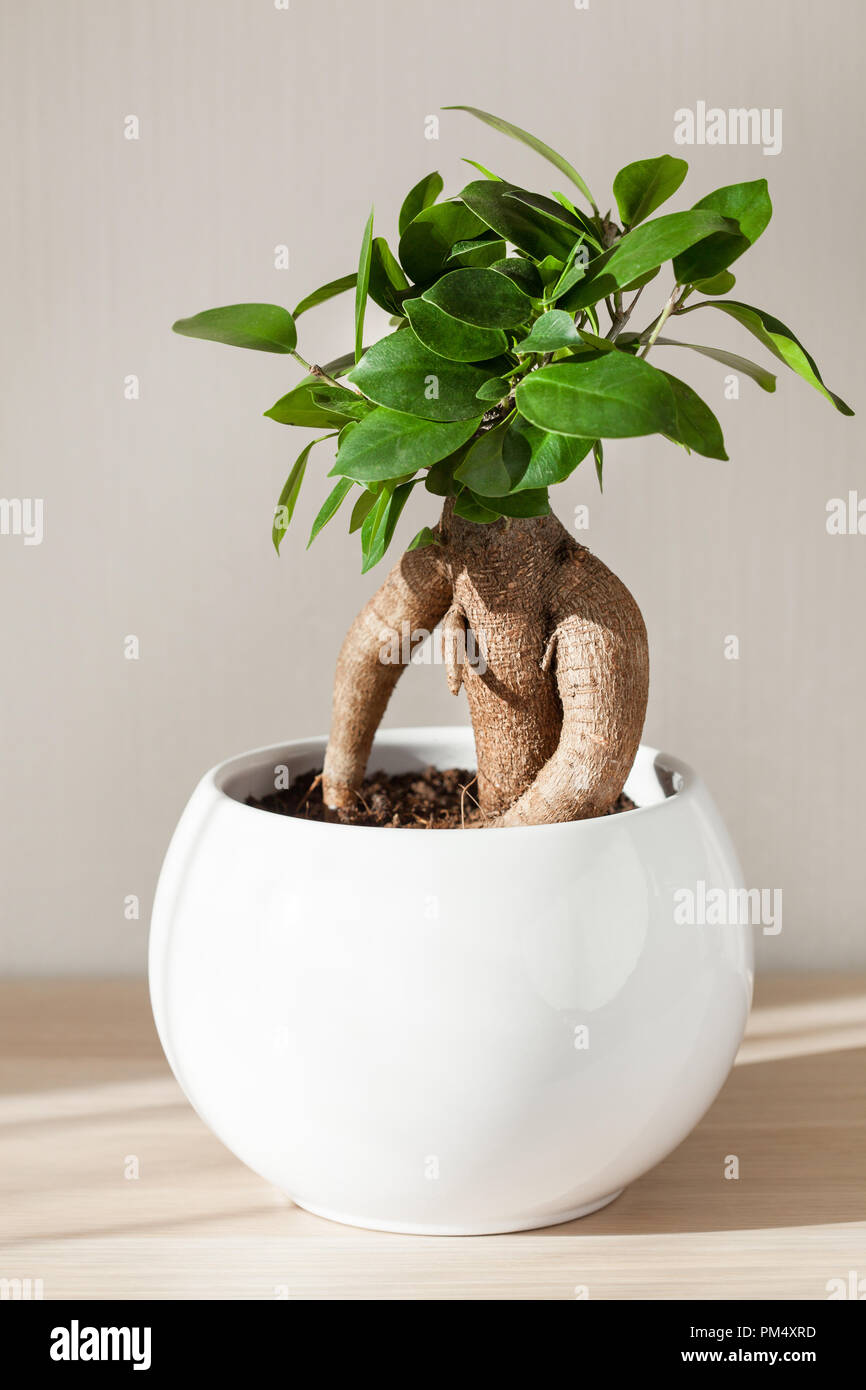 Ficus Microcarpa Ginseng En Pot - Plante Verte D'intérieur Made In Italy, Hauteur 50 Cm, Pot 17 Cm - 9