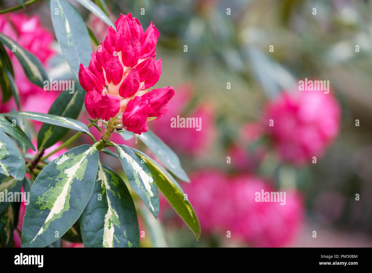 Close-up de Rhododendron le président Roosevelt en bouton Banque D'Images