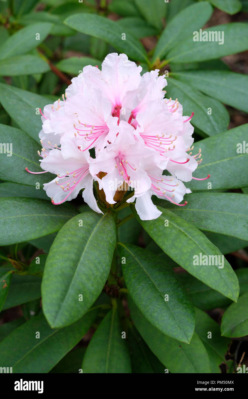 Floraison d'hiver Rhododendron 'Christmas Cheer', hybride caucasicum Rhododendron 'Christmas Cheer' Banque D'Images