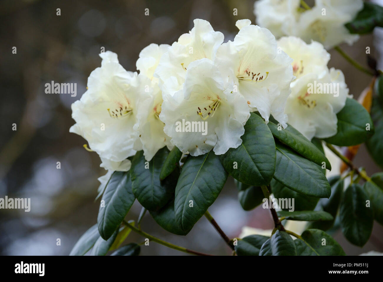 Fleurs blanches de rhododendron rothenburg Banque D'Images