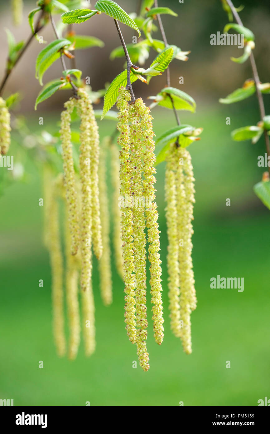 Chatons Printemps de Betula utilis var. jacquemontii bouleau de l'Himalaya de l'Ouest, le bouleau du Cachemire Banque D'Images