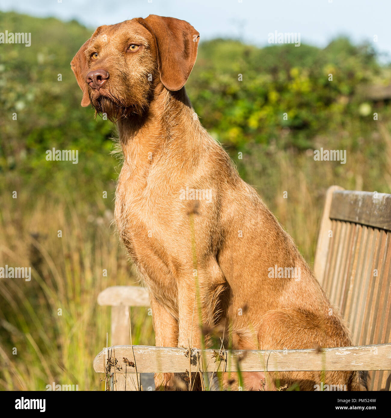 Korthals hongrois Vizsla devint Banque D'Images
