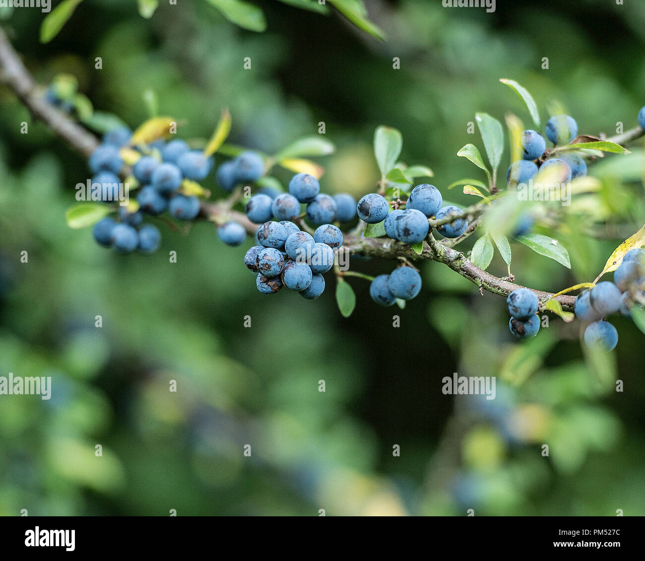 Prunus spinosa, baies de sloe Banque D'Images