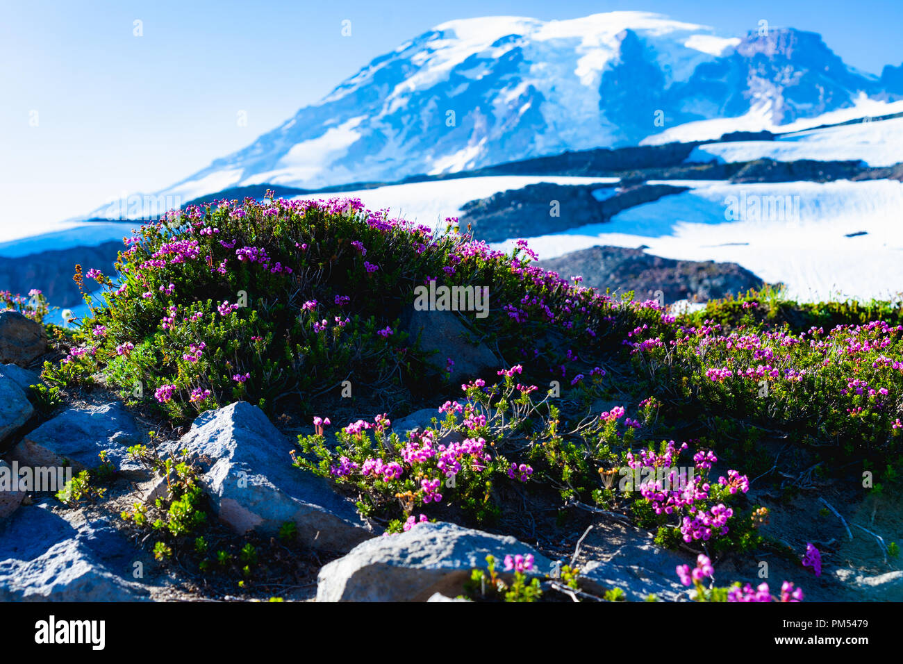 Fleurs sauvages aux couleurs hors des sentiers de randonnée de glacier avec vue sur les sommets de montagnes et de pics dans la distance. Banque D'Images