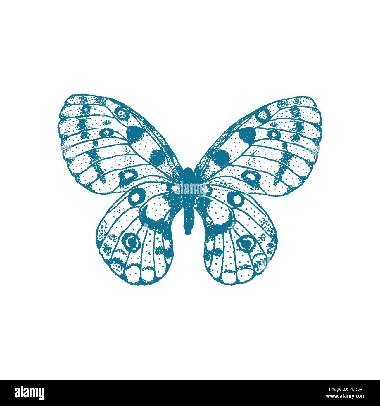 Vector hand drawn papillon bleu sur fond blanc. Parnassius apollo butterfly Illustration de Vecteur