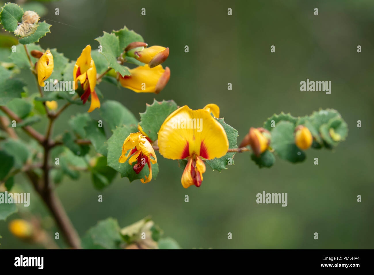 Bossiaea aquifolium, Bush l'eau Banque D'Images