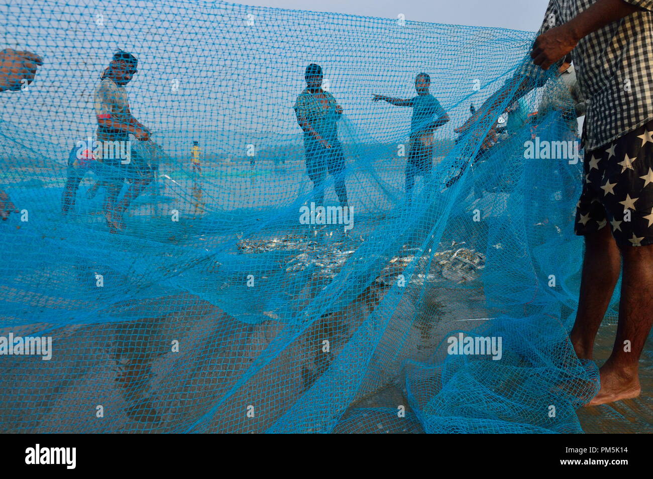 Les pêcheurs en Inde collectent des poissons sur le filet de pêche Banque D'Images
