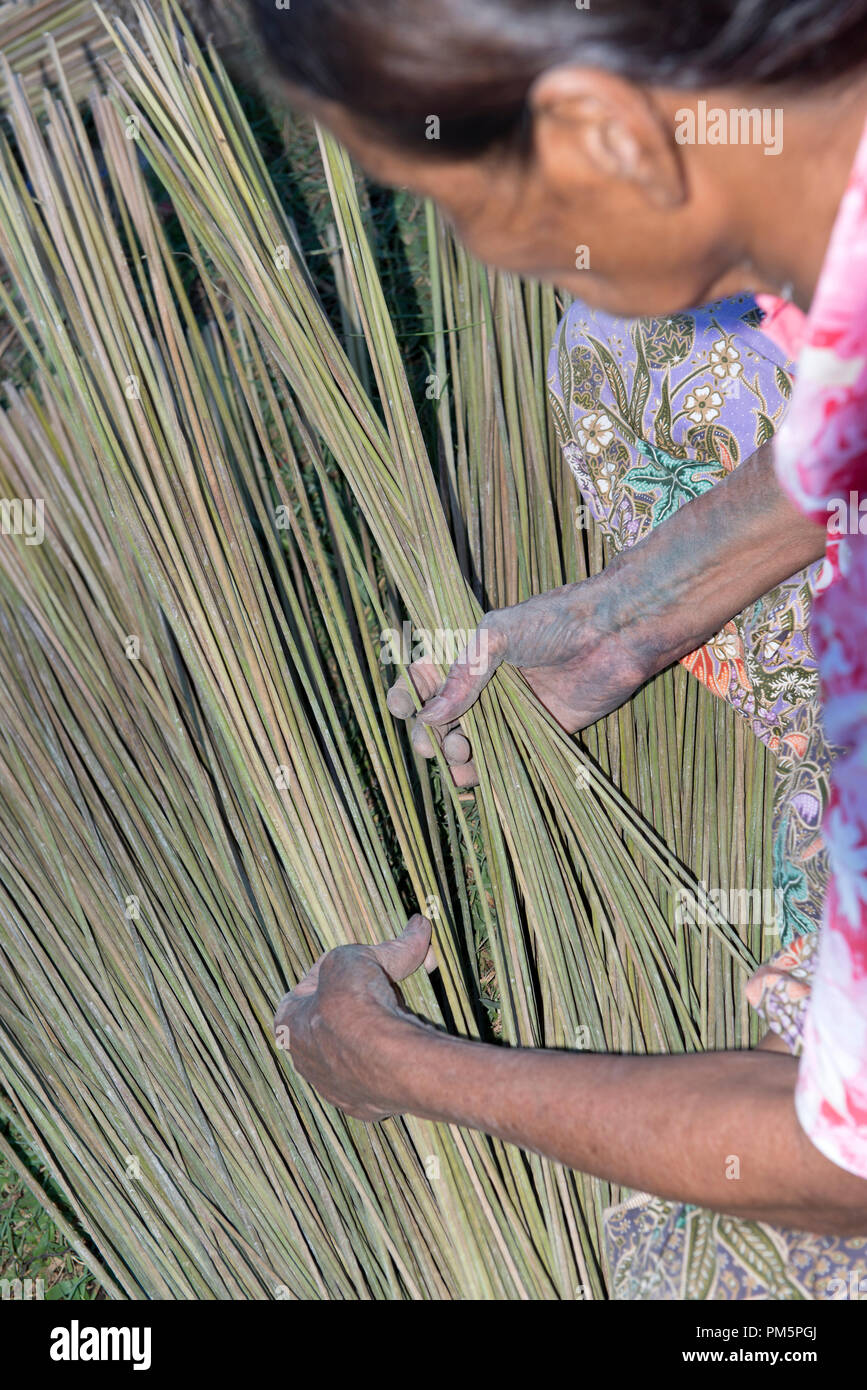 La Thaïlande, Patthalung, Tale noi, de tri, de séparation et d'attacher des joncs gris séché ou carex (Lepirona articulata) Banque D'Images