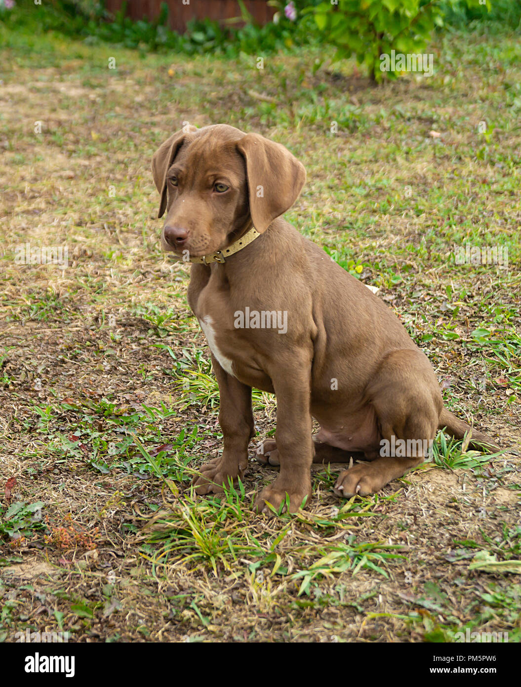 Petit chiot de chien de l'allemand le Kurzxaar trier sur fond de la terre avec l'herbe verte Banque D'Images