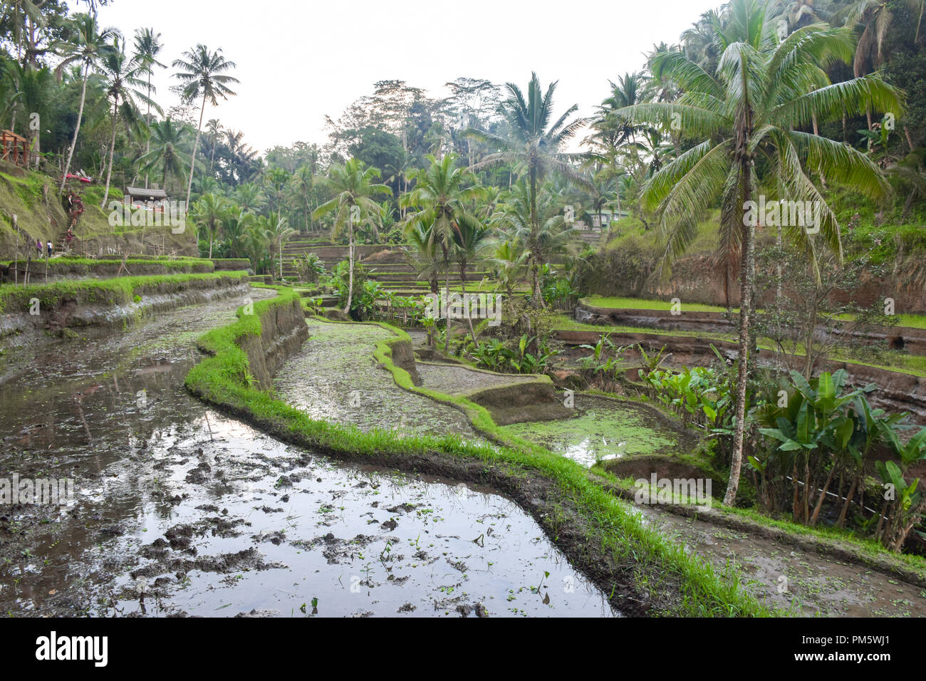 Les rizières en terrasses d'Ubud à Bali. Banque D'Images
