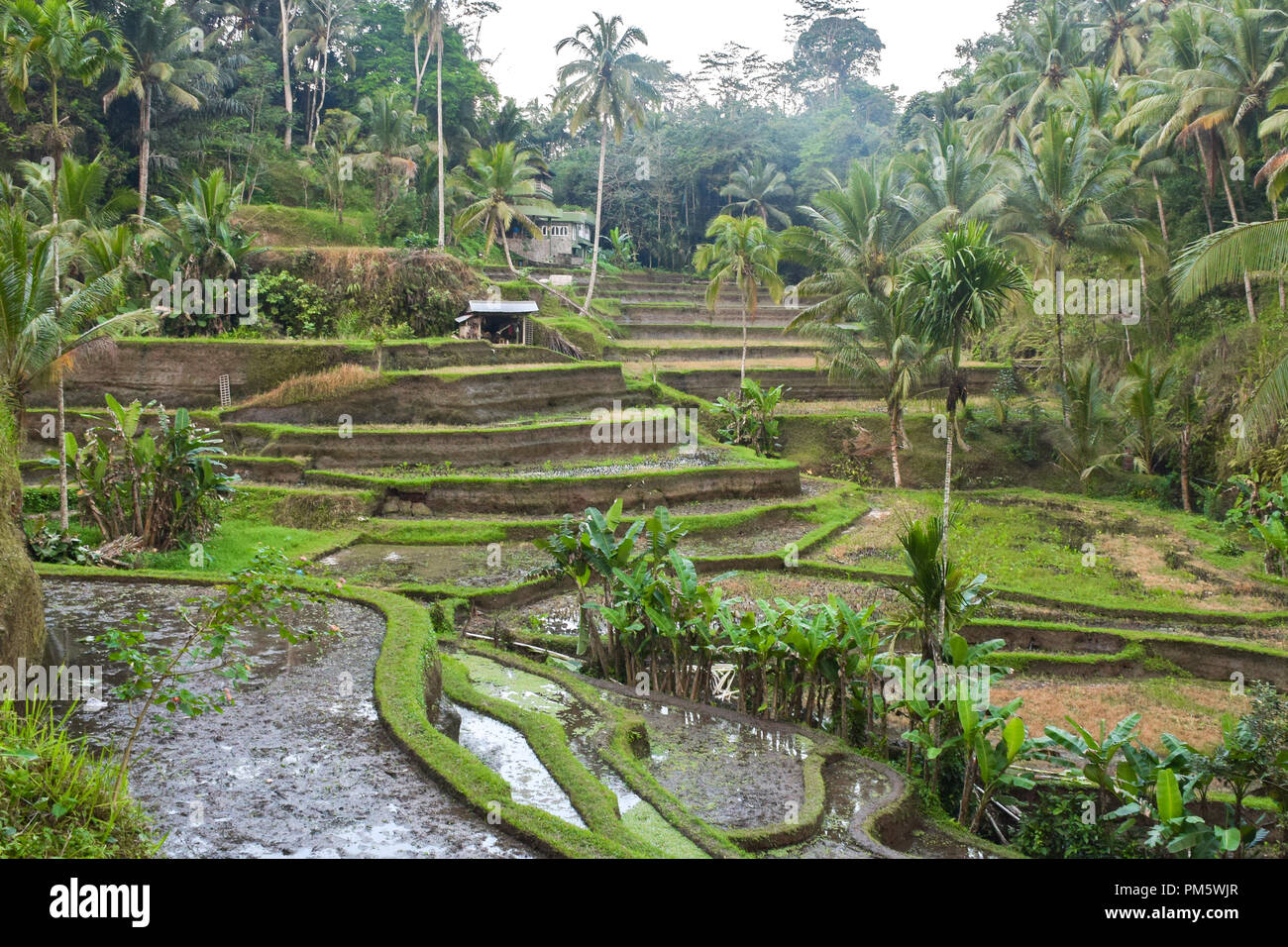 Les rizières en terrasses d'Ubud à Bali. Banque D'Images