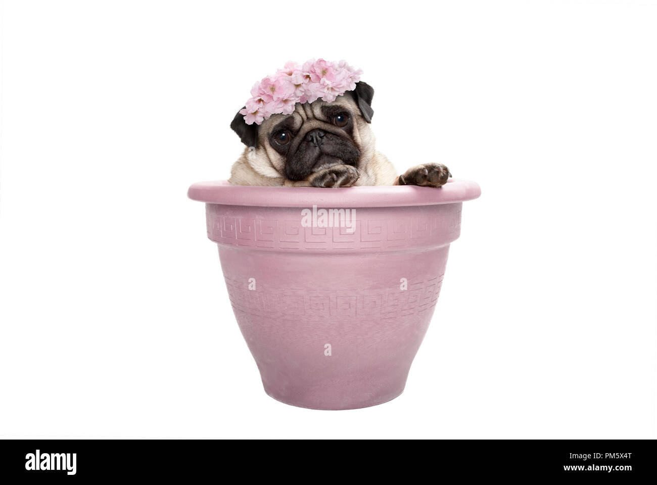 Lovely sweet pug dog sitting en plante en pot, portant des fleurs rose pâle, diadem isolé sur fond blanc Banque D'Images