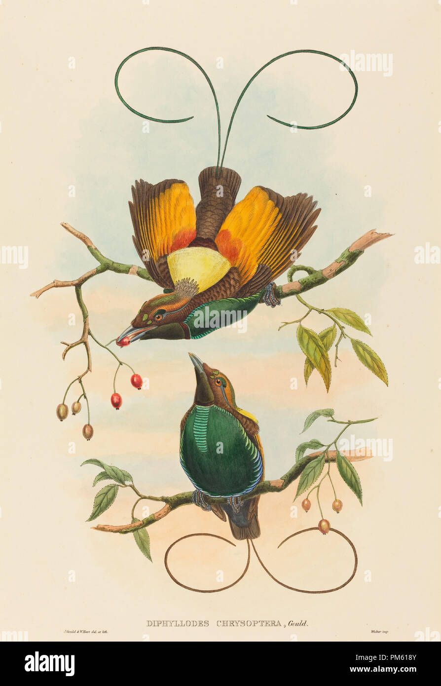 Diphyllodes chrysoptera (magnifique oiseau de paradis). Technique : lithographie colorée à la main. Musée : National Gallery of Art, Washington DC. Auteur : John Gould et W. Hart. Banque D'Images