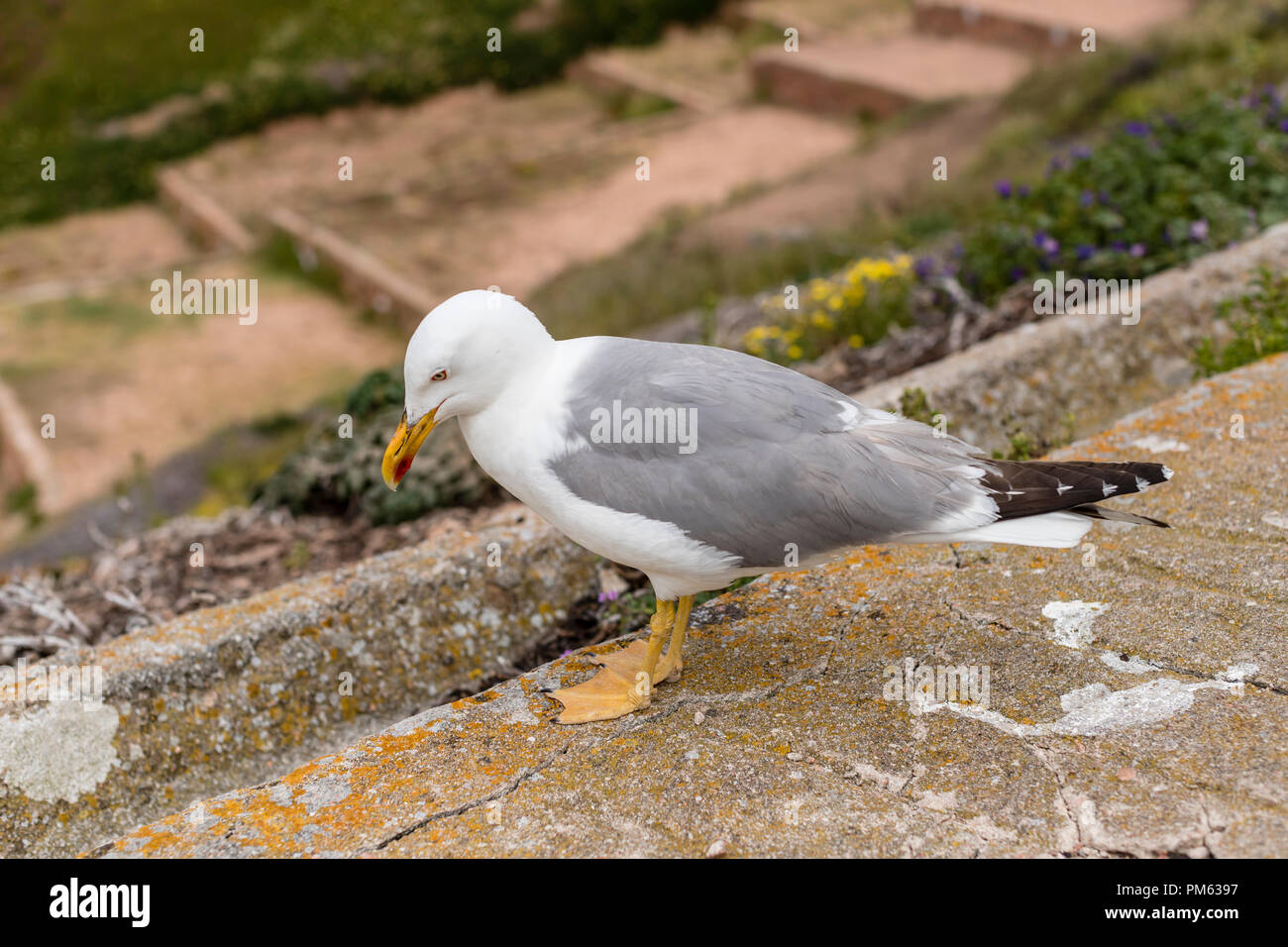 Îles Berlengas, Portugal : goéland argenté à bas sur la vallée dans le Des Berlengas Banque D'Images