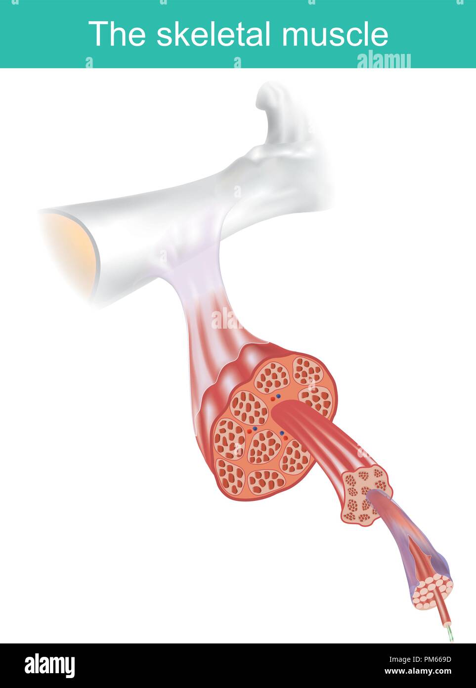 Le muscle squelettique est un des trois grands muscles, sont l'ensemble des faisceaux multiples de cellules appelées fibres musculaires. Illustration de Vecteur