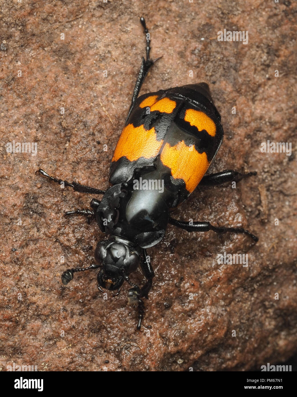 Sexton beetle commun (Nicrophorus vespilloides) ramper sur le roc. Tipperary, Irlande Banque D'Images