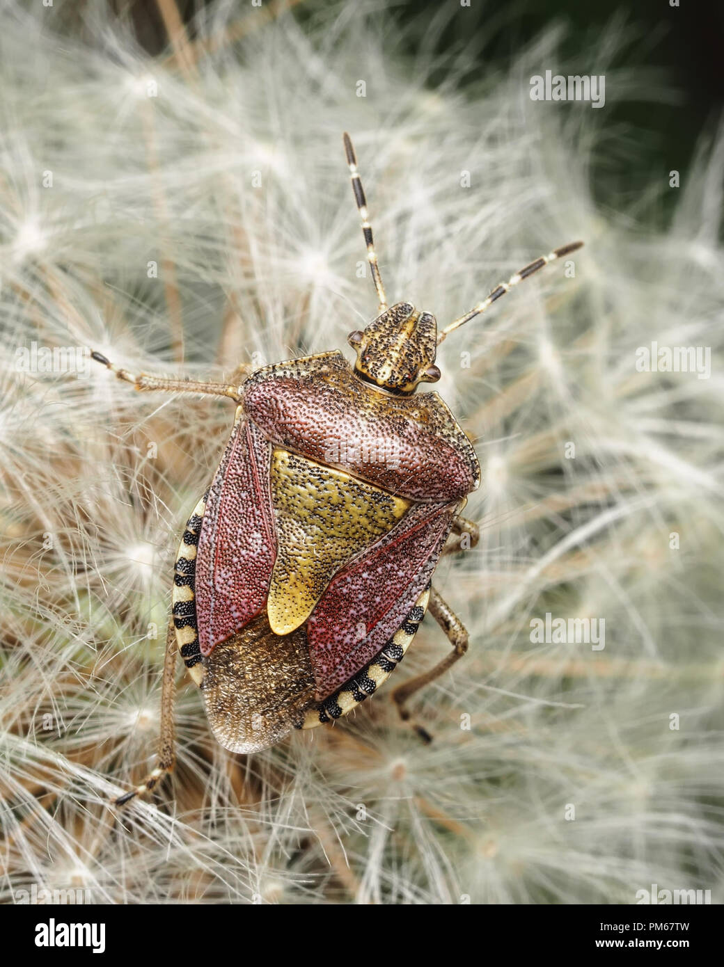 Dolycoris baccarum (Shieldbug poilue) assis sur le pissenlit graines. Tipperary, Irlande Banque D'Images
