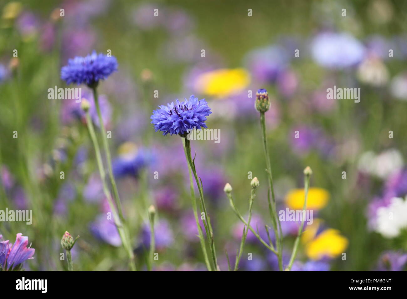 Bleuet bleu (centaurea cyanus) parmi d'autres fleurs dans un pré, sur une journée d'été. Banque D'Images