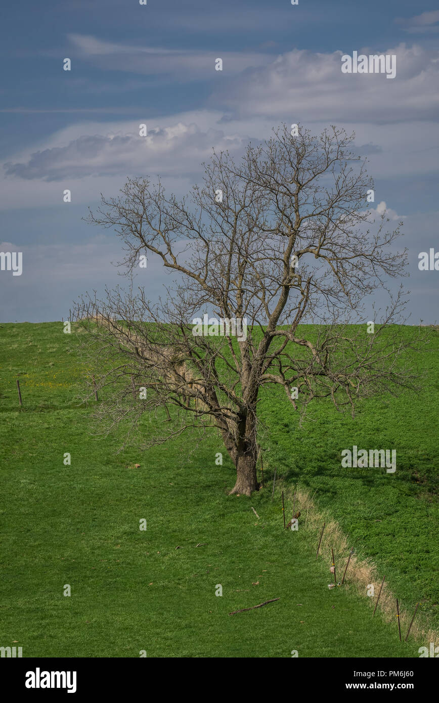 Arbre isolé le long d'une clôture à travers de verts pâturages au début du printemps Banque D'Images