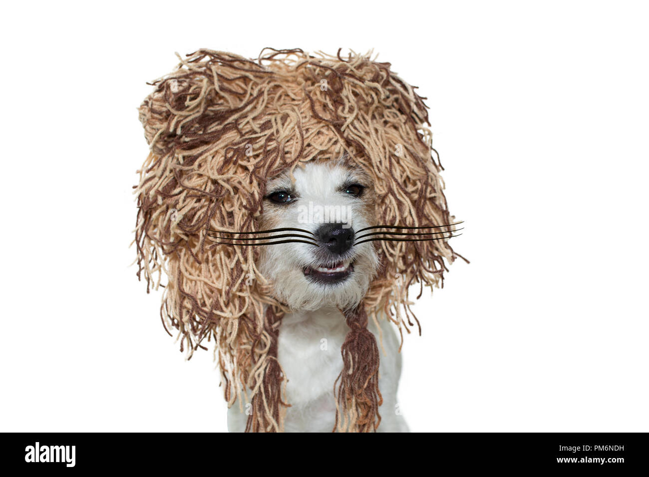 Drôle de VISAGE D'UN CHIEN AVEC UN COSTUME DE LION POUR HALLOWEEN OU CARNAVAL. Contre isolé sur fond blanc. Banque D'Images