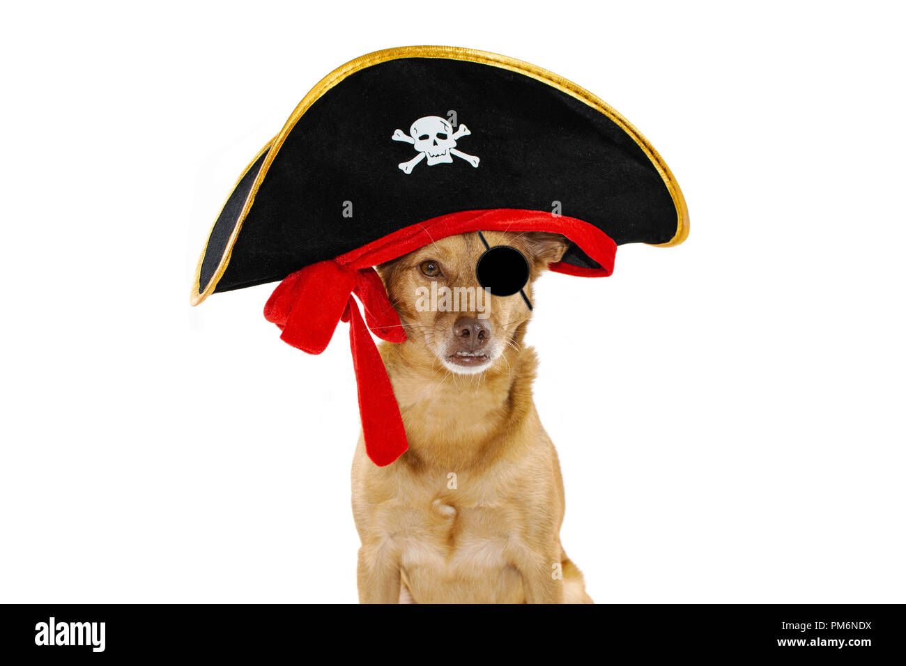 MIXEDBREED CHIEN vêtu d'un costume de carnaval OU HALLOWEEN PIRATE HAT. Contre isolé sur FOND BLANC Banque D'Images MIXEDBREED CHIEN vêtu d'un costume de carnaval OU HALLOWEEN PIRATE HAT. Contre isolé sur FOND BLANC Banque D'Images