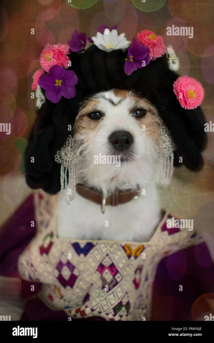 Chien habille comme Frida Kahlo AVEC TETE FLORAL WREATH. COSTUME HALLOWEEN CARNAVAL OU POUR LES ANIMAUX DOMESTIQUES Photo Stock Alamy