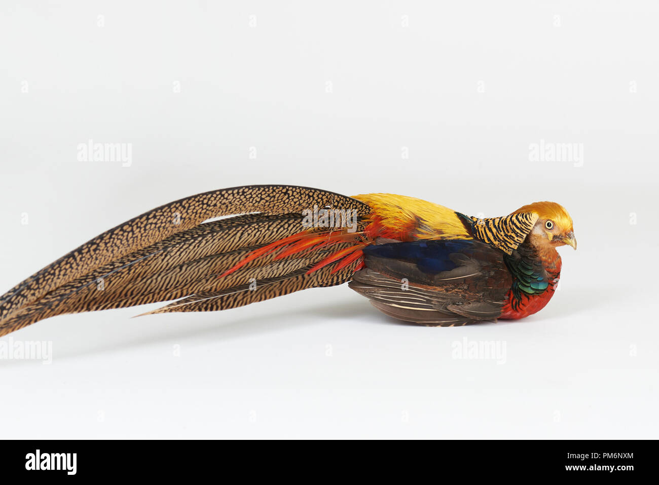 Le faisan s'asseoir sur fond blanc studio isolated Banque D'Images