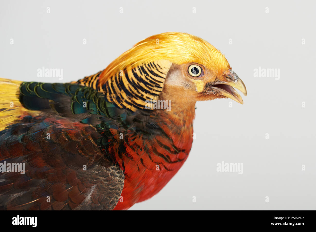 Portrait de profil d'oiseau faisan isolated on white background studio Banque D'Images