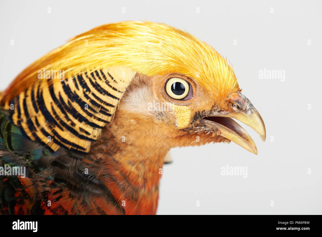 Tête de faisan jaune isolé sur fond blanc studio Banque D'Images