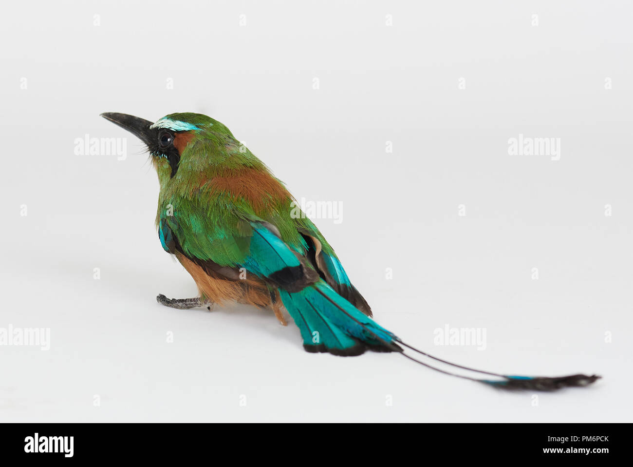 Vue arrière de l'oiseau tropical isolé sur fond blanc studio Banque D'Images