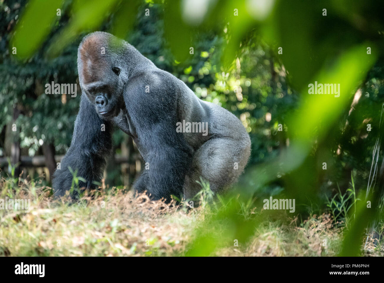 Dos argenté dominant gorille de plaine de l'ouest au Zoo d'Atlanta à Atlanta, Géorgie. (USA) Banque D'Images