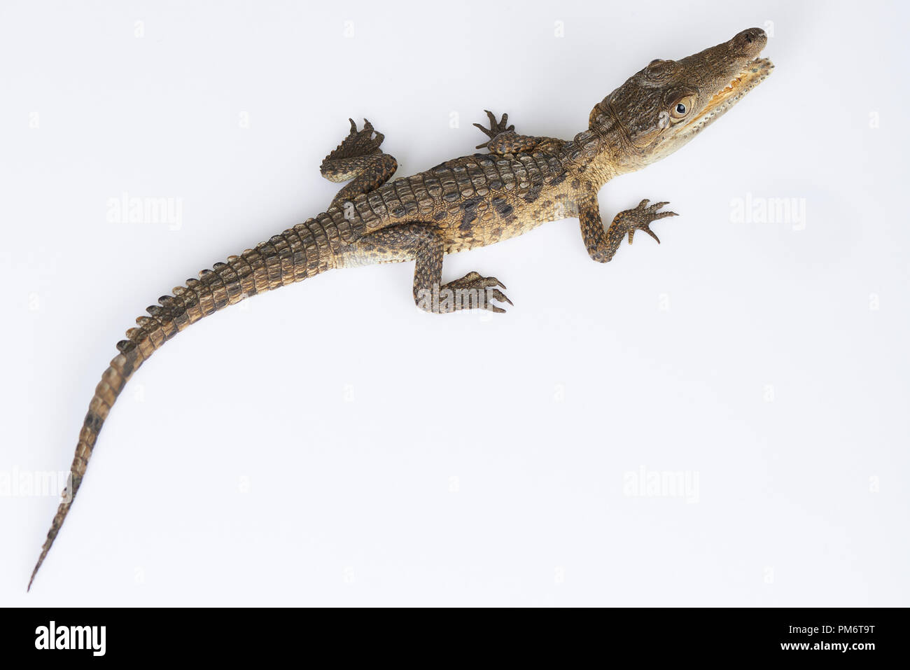 Voir ci-dessus sur l'alligator isolated on white background studio Banque D'Images