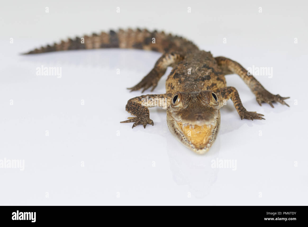 Alligator petit avec open-jaw isolé sur fond blanc Banque D'Images