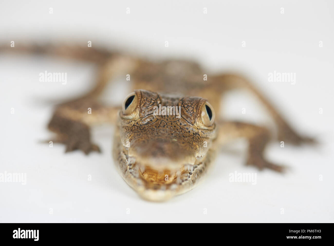 De alligator bébé regardez dans appareil isolé sur fond blanc Banque D'Images