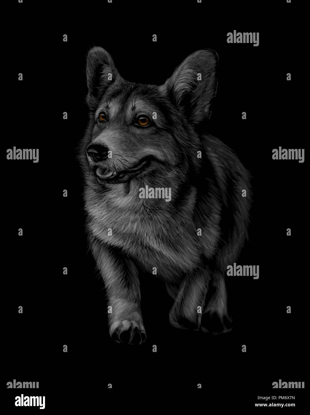 Portrait de Welsh Corgi sur fond noir Illustration de Vecteur