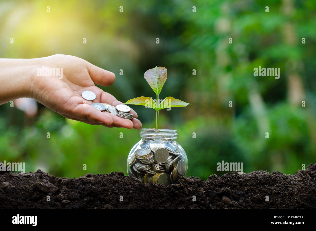 Mettre de l'argent main Billets Bouteille Image de l'arbre avec des billets de banque d'affaires de plus en plus sur le haut fond naturel vert l'économie d'argent et d'investissement fi Banque D'Images