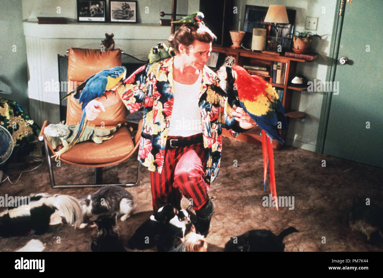 Photo du film de 'Ace Ventura : Pet Detective' Jim Carrey © 1994 Warner Brothers Référence #  31129464THA pour un usage éditorial uniquement - Tous droits réservés Banque D'Images