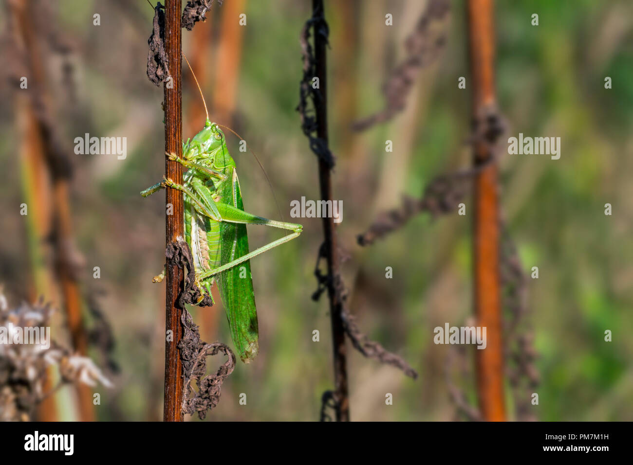 (Tettigonia viridissima) mâle accroché sur la vitre en prairie Banque D'Images