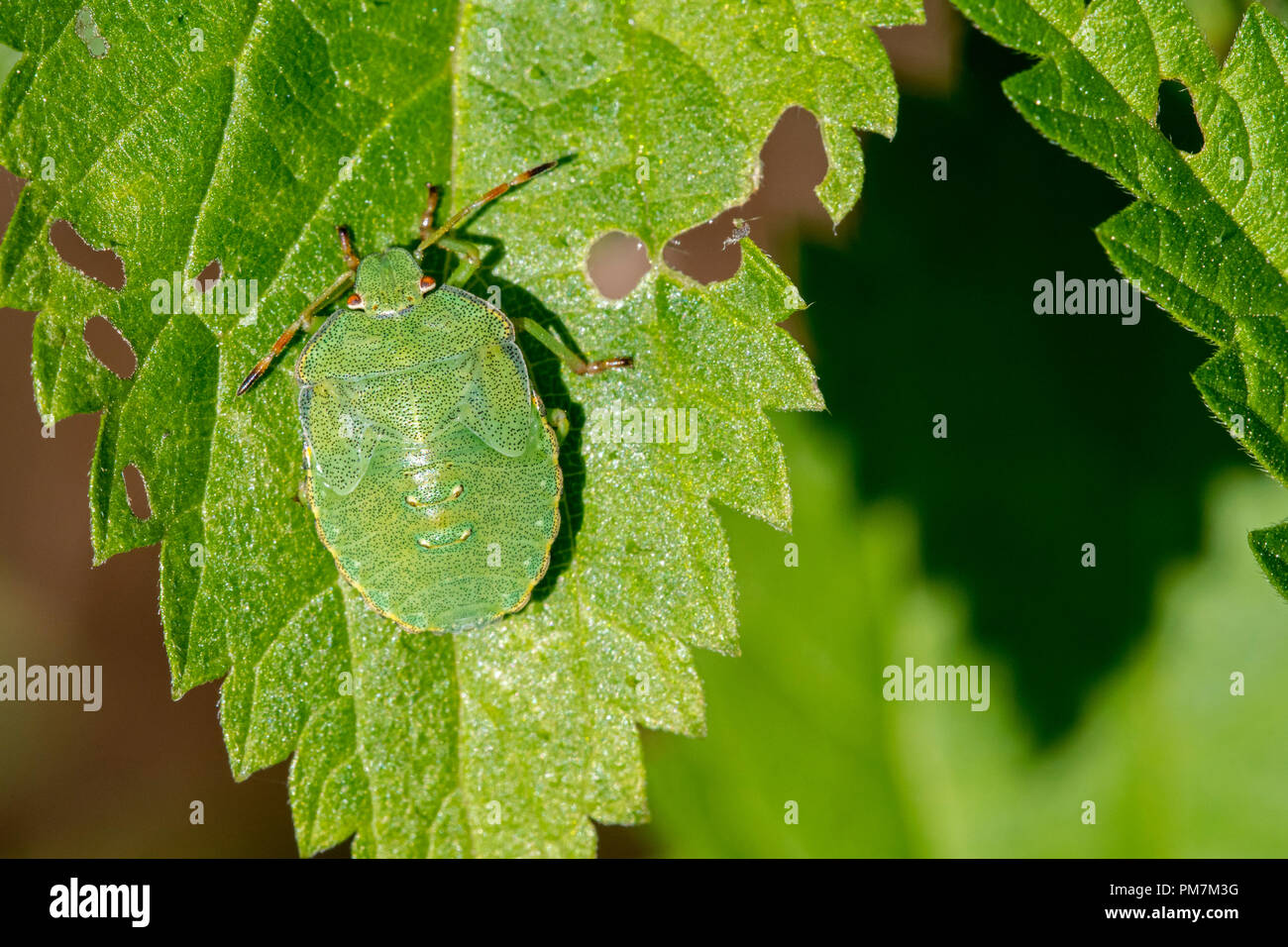 Green Shield bug (Palomena prasina) nymphe sur feuilles présentant des couleurs de camouflage Banque D'Images