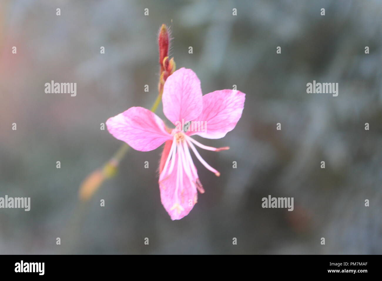 Secret Garden Banque D'Images